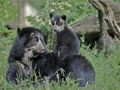 149 BIO PARC DE DOUE LA FONTAINE 5- 2016_000011